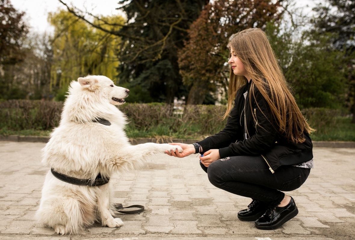 Temel İtaat Eğitimi İçin En Uygun Zaman Ne Zamandır?